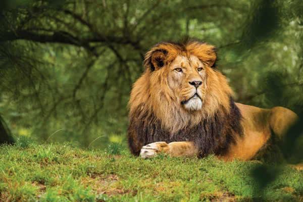 Animals in C.S. Lewis's fiction