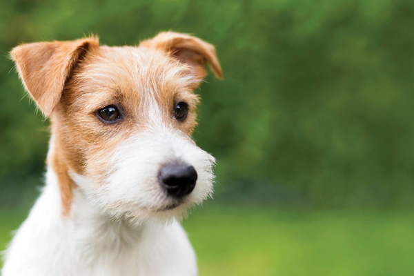 Changing attitudes to animals: A veterinary perspective