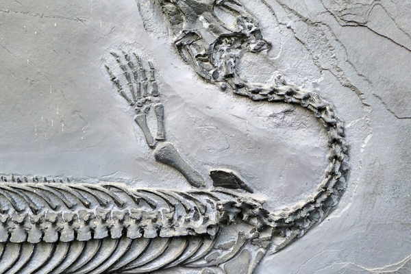 Young Earth Creationism: Relating text and evidence