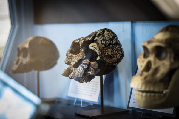 Evolutionary Creationism: Evidence for human origins