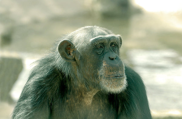 The Chimpanzee Genome & the Christian View of Humanity