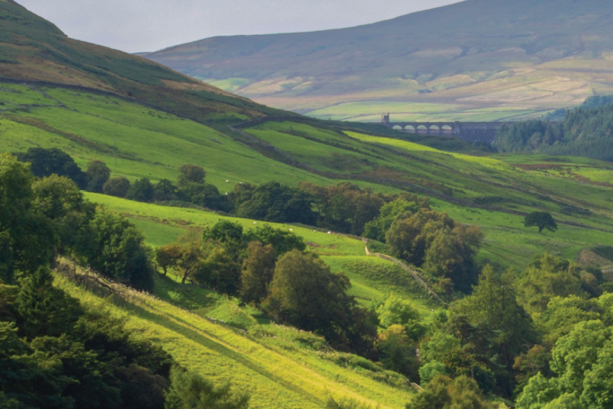 Lark Ascending | Peter Stiles
