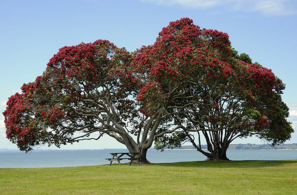 Christmas in Australia
