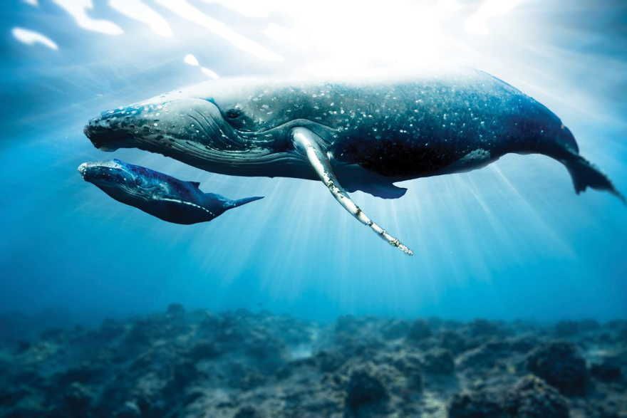 Thinking biblically about animals | Lindsay Wilson