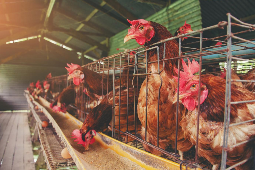 Industrialised cruelty to animals: Responding as trustees | Ruth Pollard