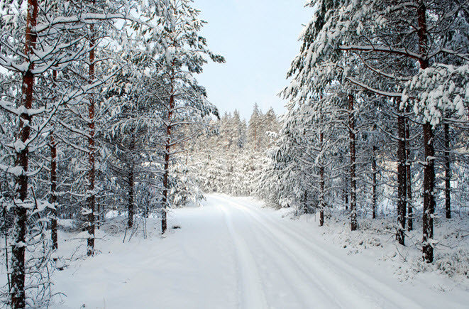 Emily Dickinson in Narnia: The Buzzing Fly in the Room