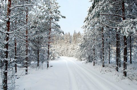 Emily Dickinson in Narnia: The Buzzing Fly in the Room