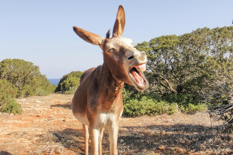 Who's the donkey now? | Matthew Frazer