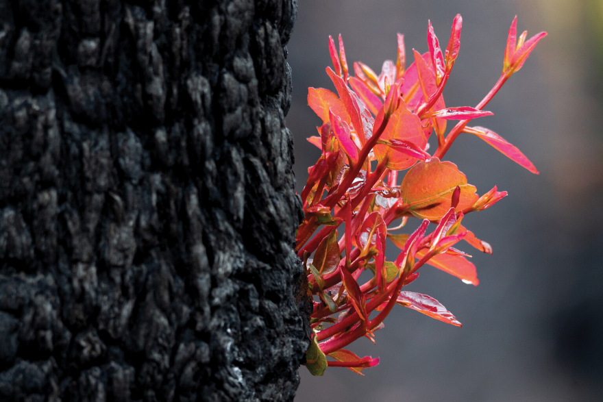 Hope in Anticipation of Heaven | Glenn Davies