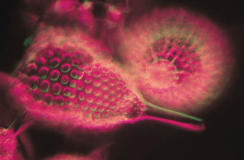 The Shroud: A Case for Authenticity | Peter Williams