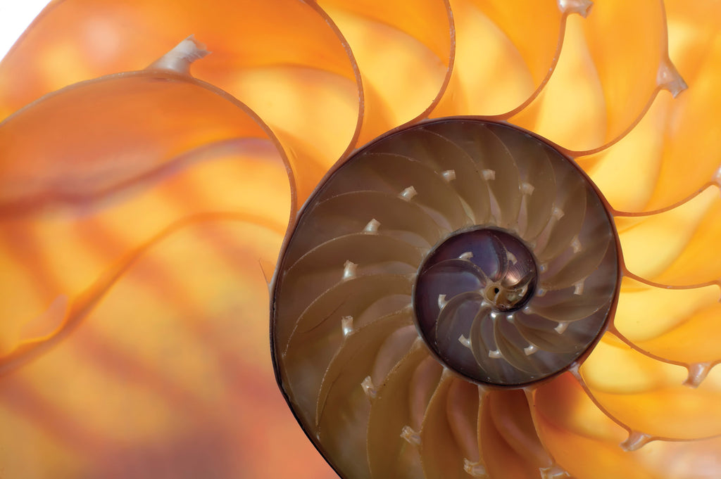 Redeeming Natural Theology: Science and Religion in the Seventeenth Century | Larissa Johnson