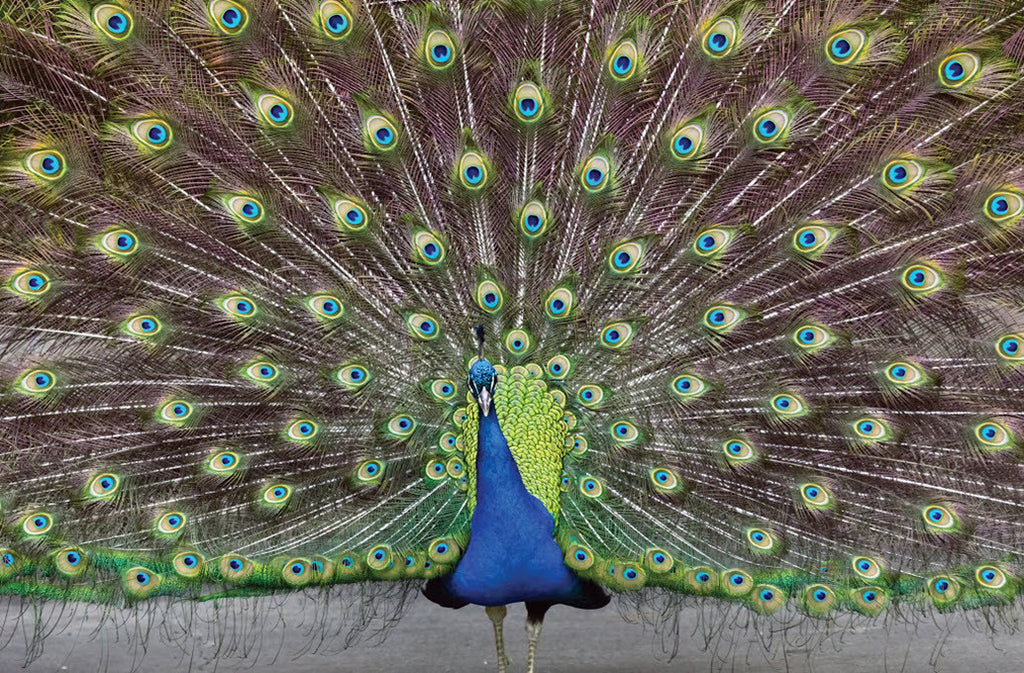 The Power of Introverts | Craig Josling