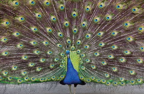 The Power of Introverts | Craig Josling