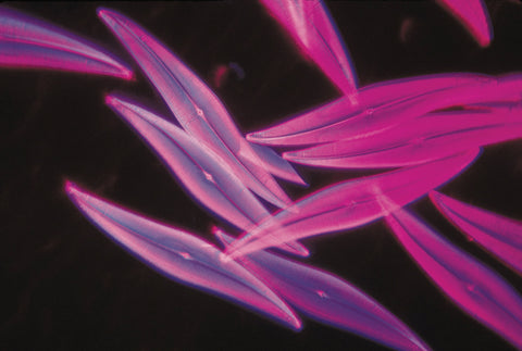 Waking up to Nanotechnology | Megan Best