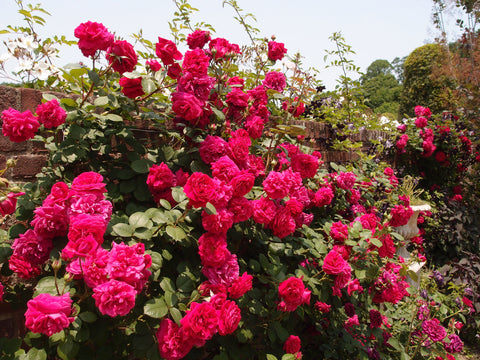 Tess of the D'Urbervilles & the Tragic Protest Against God | Michael Jensen